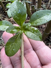 Archidasyphyllum diacanthoides