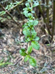 Archidasyphyllum diacanthoides