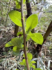 Archidasyphyllum diacanthoides