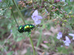 Chrysolina herbacea