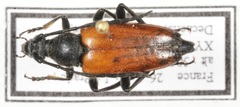 Paracorymbia fulva
