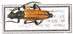 Paracorymbia fulva