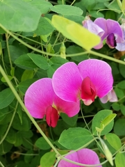 Lathyrus grandiflorus