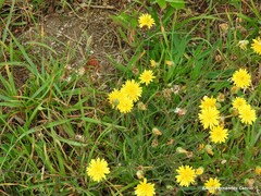 Crepis vesicaria