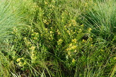 Pearsonia cajanifolia