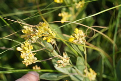 Pearsonia cajanifolia
