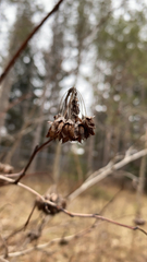 Physocarpus opulifolius