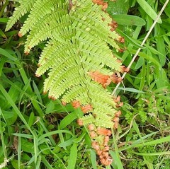 Dryopteris affinis