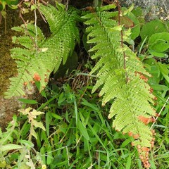 Dryopteris affinis
