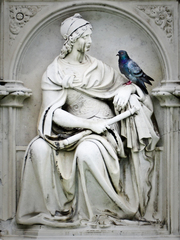 Columba livia domestica