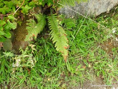 Dryopteris affinis
