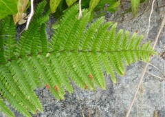 Dryopteris affinis