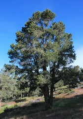 Pinus monophylla