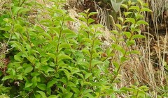 Ligustrum ovalifolium