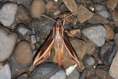 Xylophanes pyrrhus