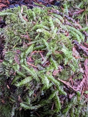 Plagiothecium undulatum