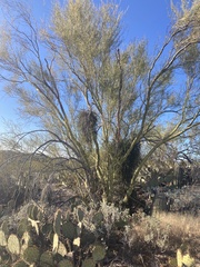 Parkinsonia