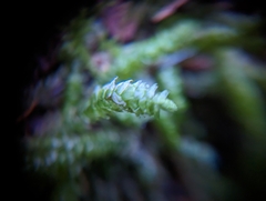 Plagiothecium undulatum