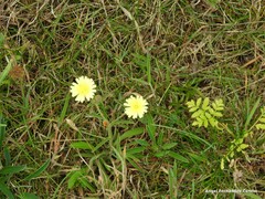 Andryala integrifolia