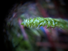 Plagiothecium undulatum