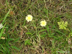 Andryala integrifolia
