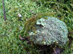 Cladonia humilis