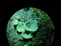 Cladonia humilis