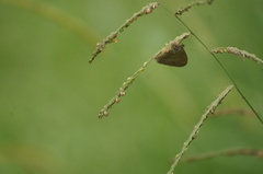Hermeuptychia hermes