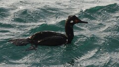 Leucocarbo magellanicus