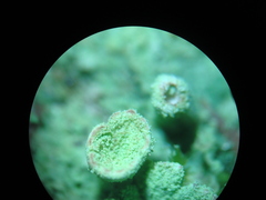 Cladonia humilis