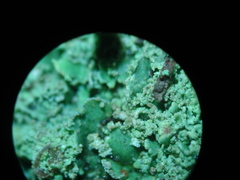 Cladonia humilis