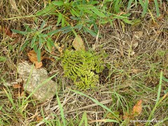 Anthyllis vulneraria