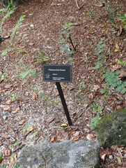 Chamaecrista lineata