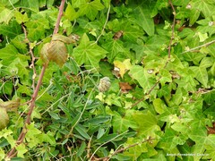 Anthyllis vulneraria