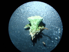 Cladonia humilis