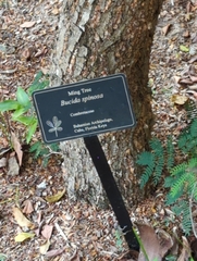 Terminalia molinetii