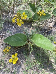 Stigmaphyllon bonariense