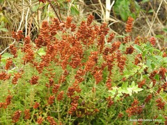 Erica ciliaris