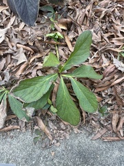 Helleborus orientalis