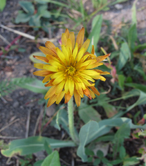 Agoseris glauca