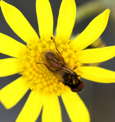 Melanostoma mellinum