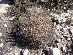 Echinofossulocactus