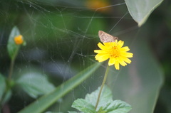 Vehilius stictomenes