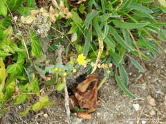 Blackstonia perfoliata
