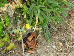 Anthyllis vulneraria