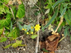 Blackstonia perfoliata
