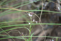 Cleome monophylla