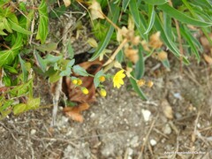 Blackstonia perfoliata