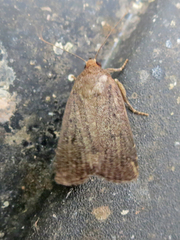 Amphipyra tragopoginis