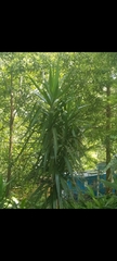 Yucca aloifolia